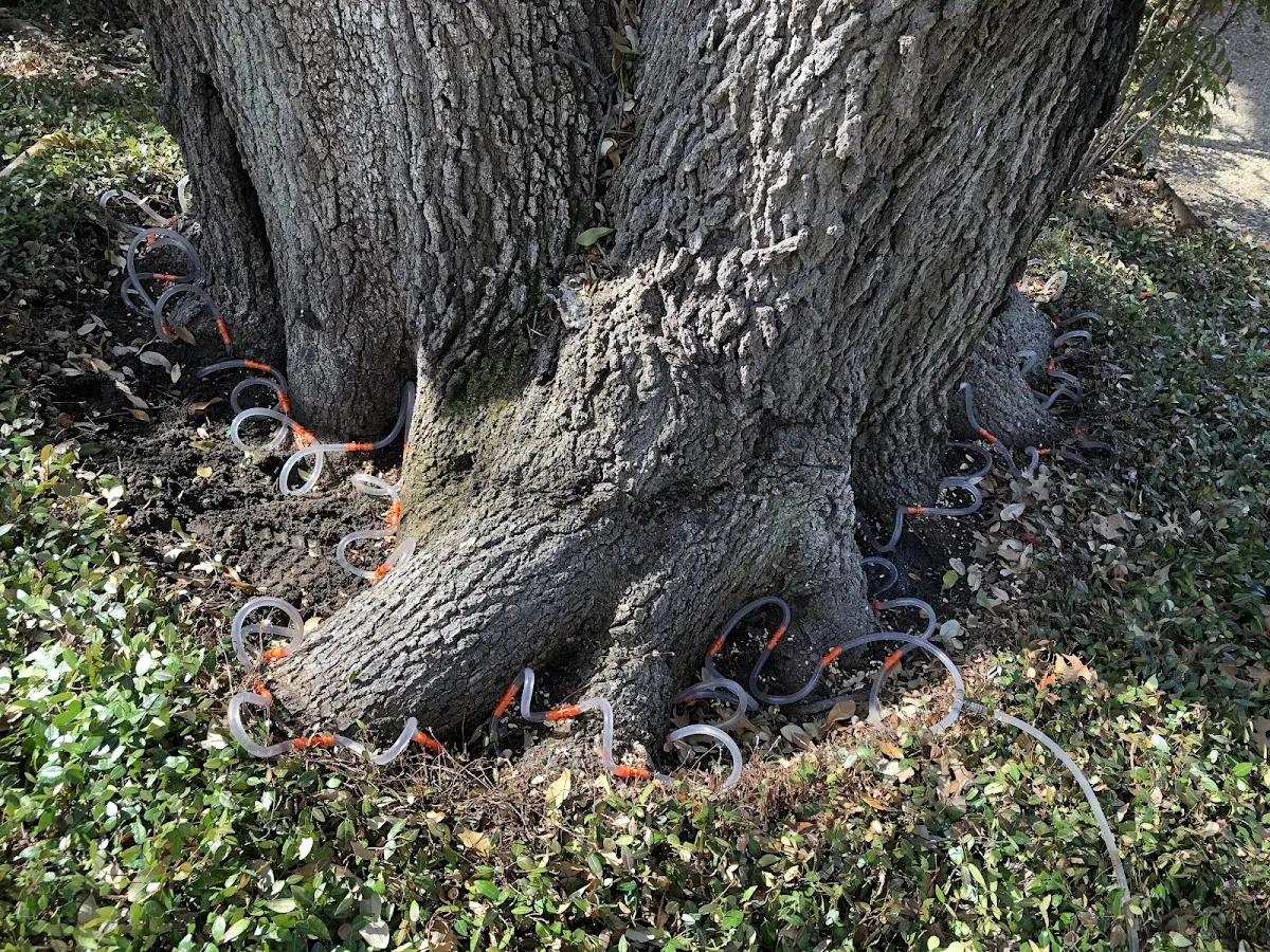 Detailed Tree Cabling and Bracing job site in Brent