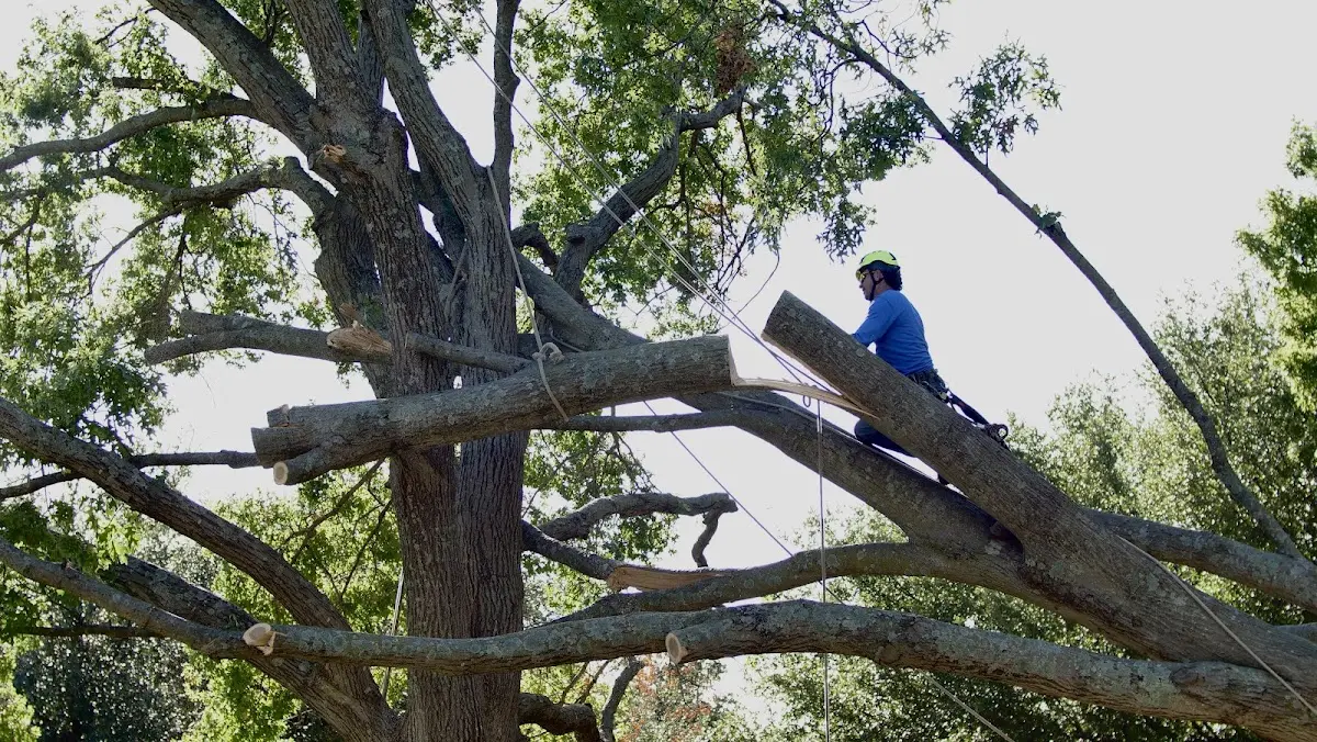 Professional Hazardous Tree Removal performed by certified arborists in Brent